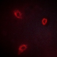 Anti-NGEP Antibody
