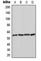 HSPA14 Antibody