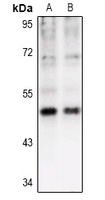 CK1 gamma 1 Antibody