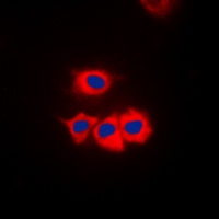 CK1 gamma 1 Antibody