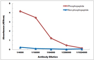 Anti-Histone Deacetylase 8 (Phospho-S39) Antibody