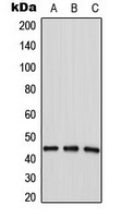 LPAAT delta Antibody
