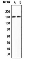 KIAA1967 Antibody