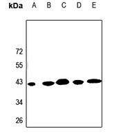 KCNK15 Antibody