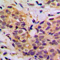 MRPL11 Antibody