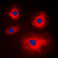 MRPL11 Antibody