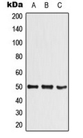 SHARP1 Antibody