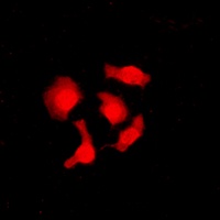 Anti-CABLES1 Antibody
