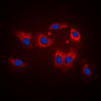 LATH Rabbit Polyclonal Antibody