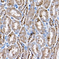 Anti-STING Antibody