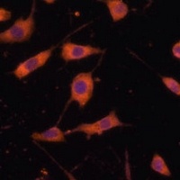 Anti-STING Antibody