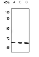 NT5C1B Antibody