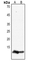 Histone H4 Rabbit Polyclonal Antibody