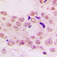Histone H4 Rabbit Polyclonal Antibody