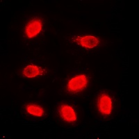 Histone H4 Rabbit Polyclonal Antibody