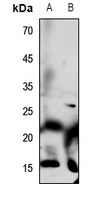 Defensin alpha 1 Antibody