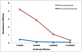 EPHB1/2 (phospho-Y594/604) antibody