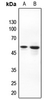 AKT Antibody