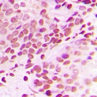 Histone H3 Antibody