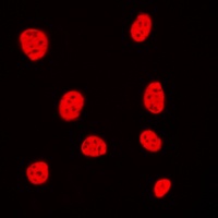 Histone H3 Antibody