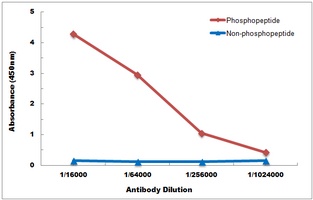 AMPK alpha 1/2 (phospho-T183/172) antibody