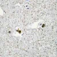 Anti-SP3/4 Antibody