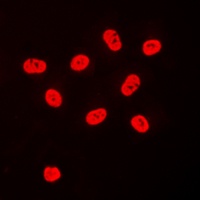 SP3/4 antibody