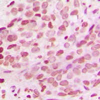 Anti-Histone H3 Antibody