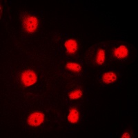 Anti-Histone H3 Antibody