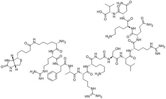 PKC , biotinylated [Ser25] peptide