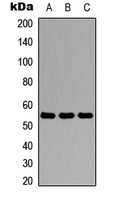 Antithrombin III Antibody