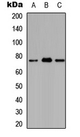 Ataxin 7L2 Rabbit Polyclonal Antibody