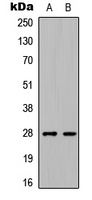 C1QL3 Antibody