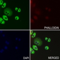 Cathepsin L HC Antibody