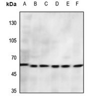 CD156a Rabbit Polyclonal Antibody