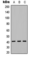 CD158f1 Antibody