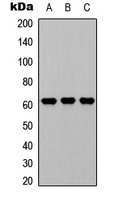 CD224 LC Rabbit Polyclonal Antibody