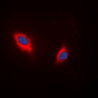 CD234 Antibody