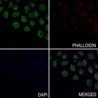 CD269 Rabbit Polyclonal Antibody