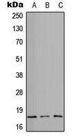 CD49e HC Antibody