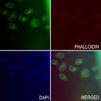 CD66c Antibody
