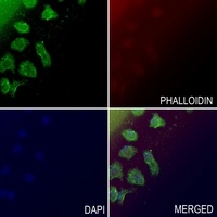 Anti-CD85j Antibody