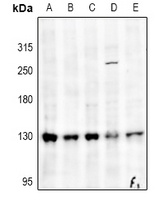 Collagen 1 alpha 1 Antibody