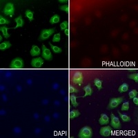 Collagen 1 alpha 1 Antibody