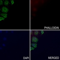 Cytochrome P450 27C1 Rabbit Polyclonal Antibody
