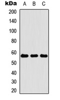 Cytokeratin 4 Antibody
