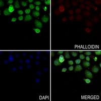 Anti-DMRTA1 Antibody