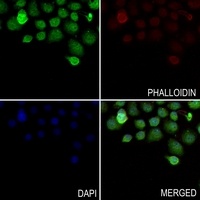 DMRTA1 antibody