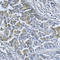 DnaJC3 antibody