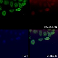 Anti-DnaJC3 Antibody